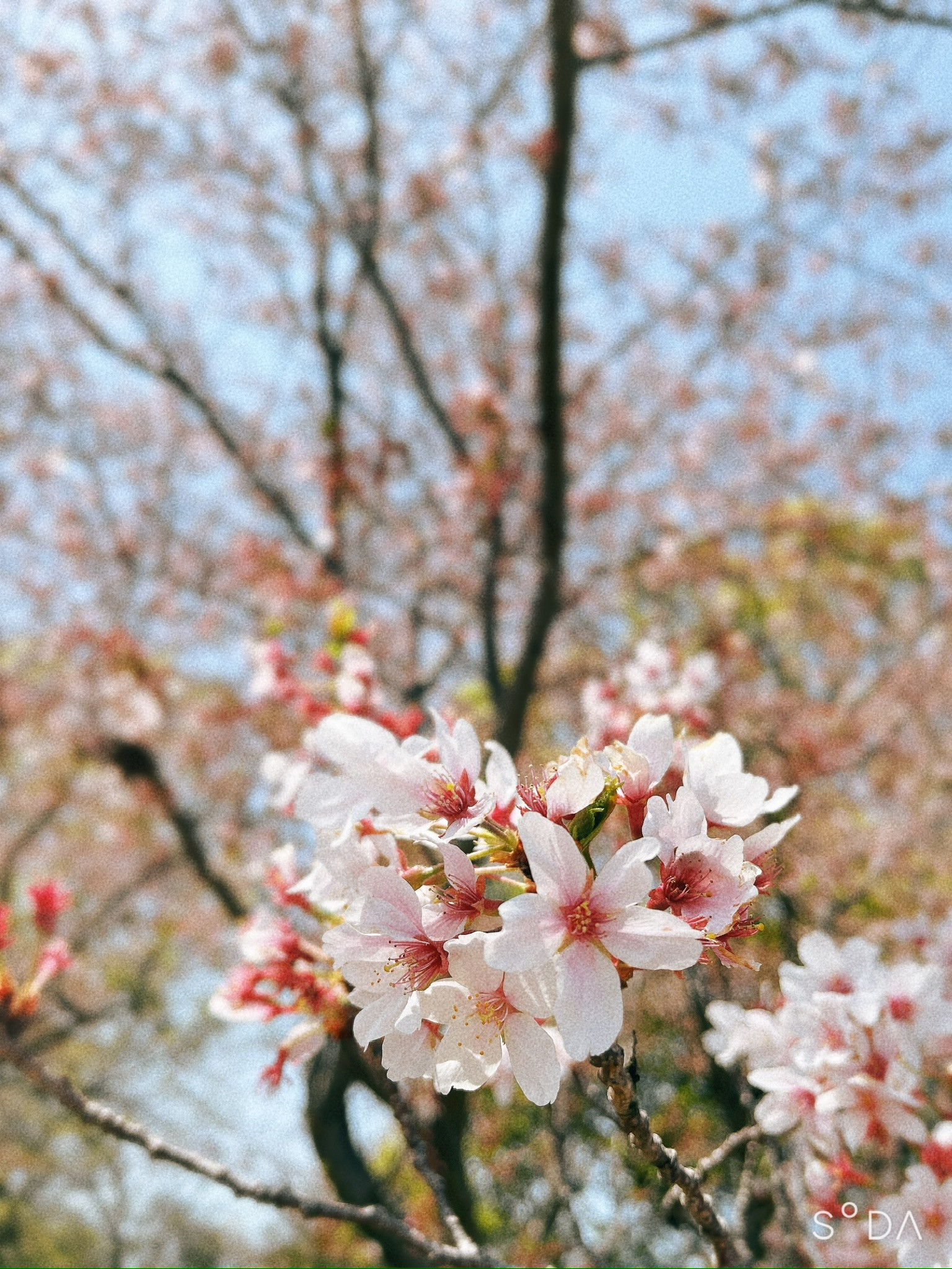 お花見できませんでした…( ; ; )