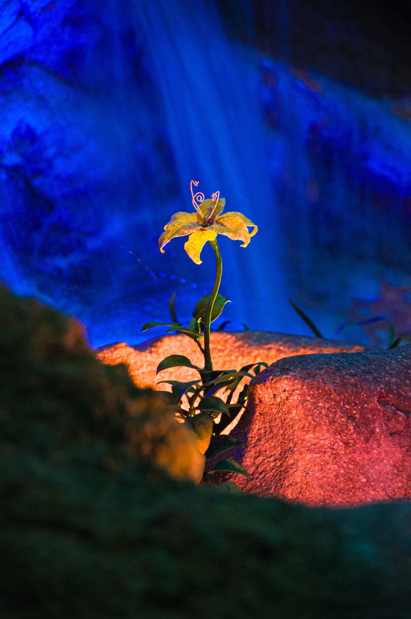 コロナかな？(´・ε・｀)ﾑﾑﾑ