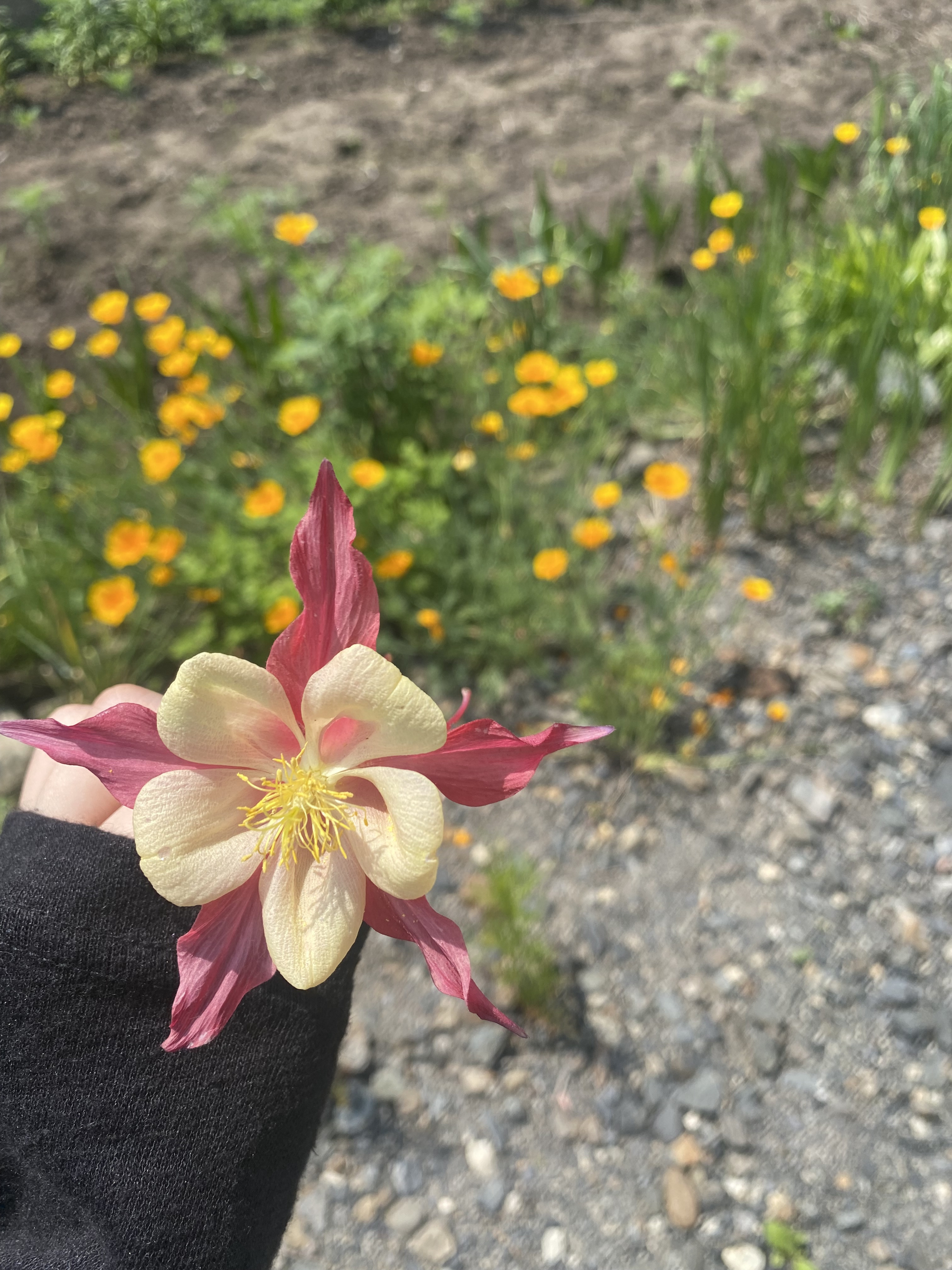 りんちゃんの2024/6/29 (土) 01:55のブログ