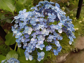 紫陽花