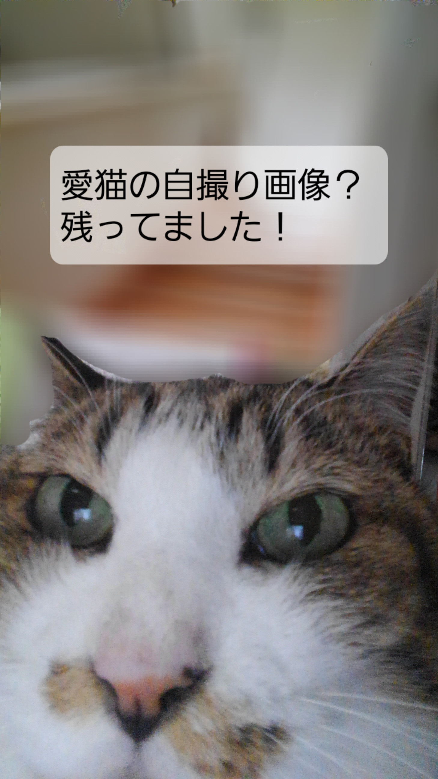 愛猫の自撮り画像？が残ってました