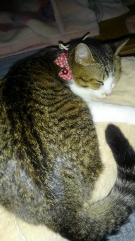 つばきちゃんの2024/5/8 (水) 04:04のブログ