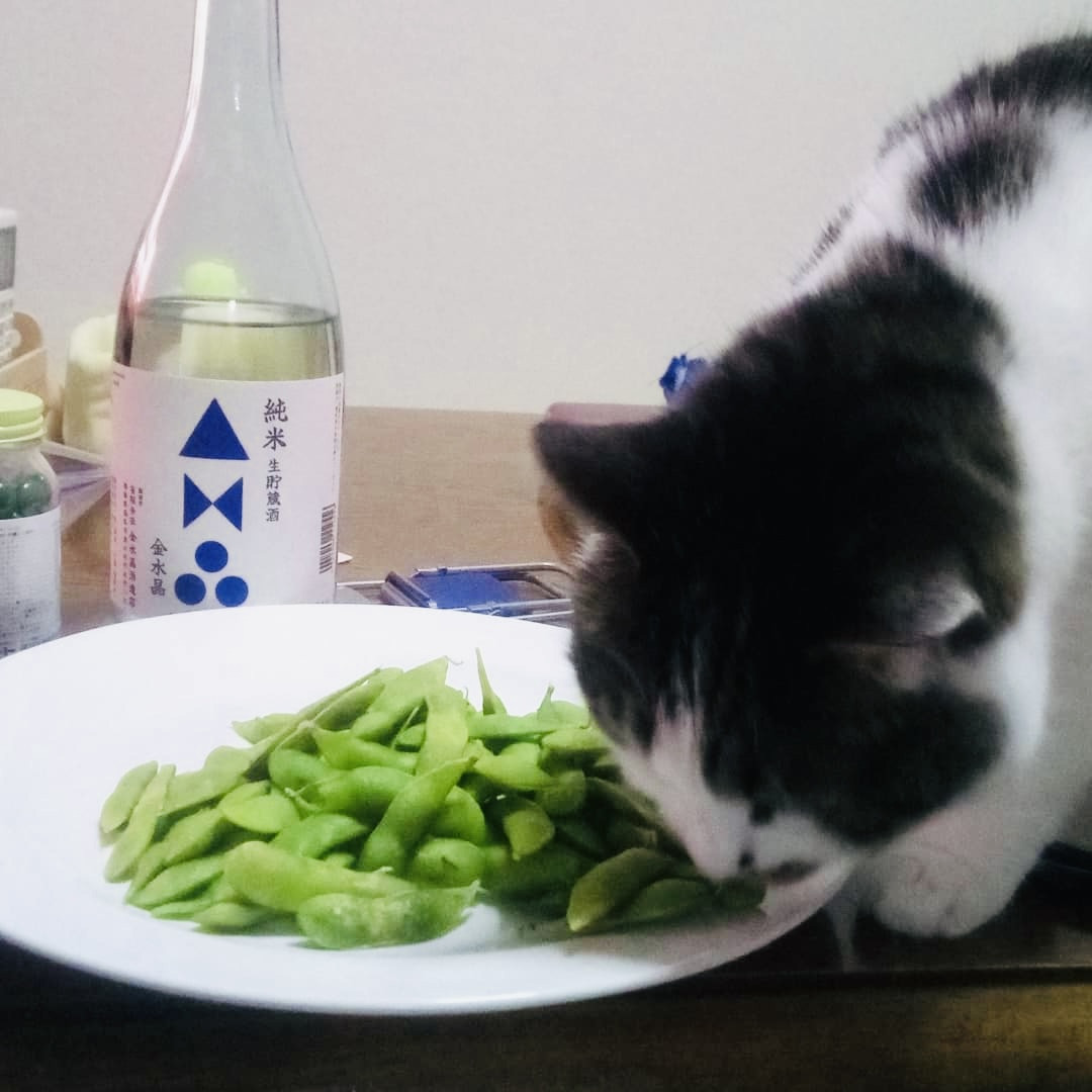 うちの子と晩酌