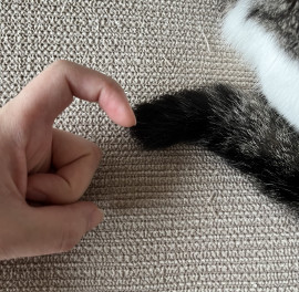 ねこが２匹います
