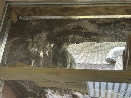 りんちゃんの2025/6/2 (月) 23:10のブログ