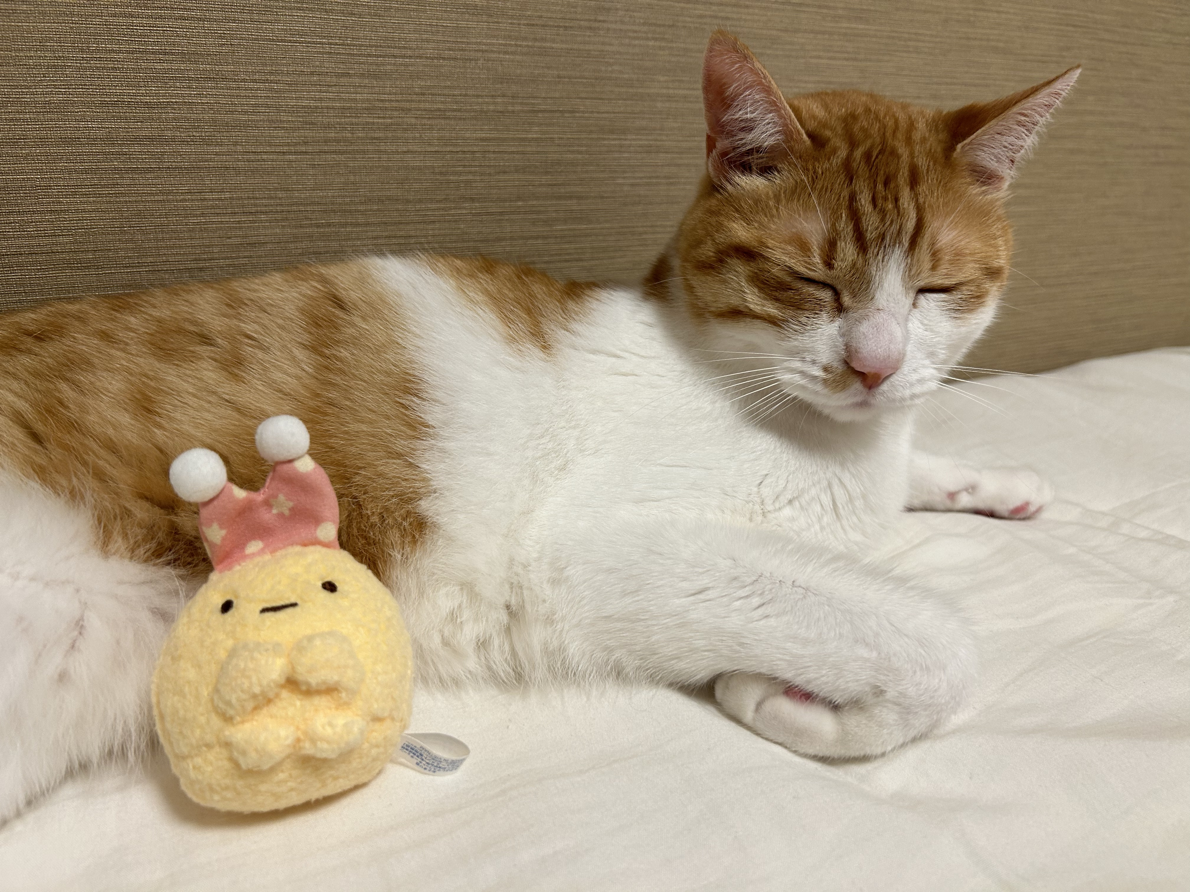 うちのかわいいおぼっちゃま