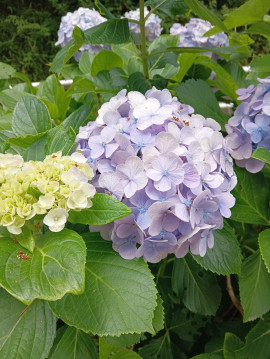 美しい紫陽花