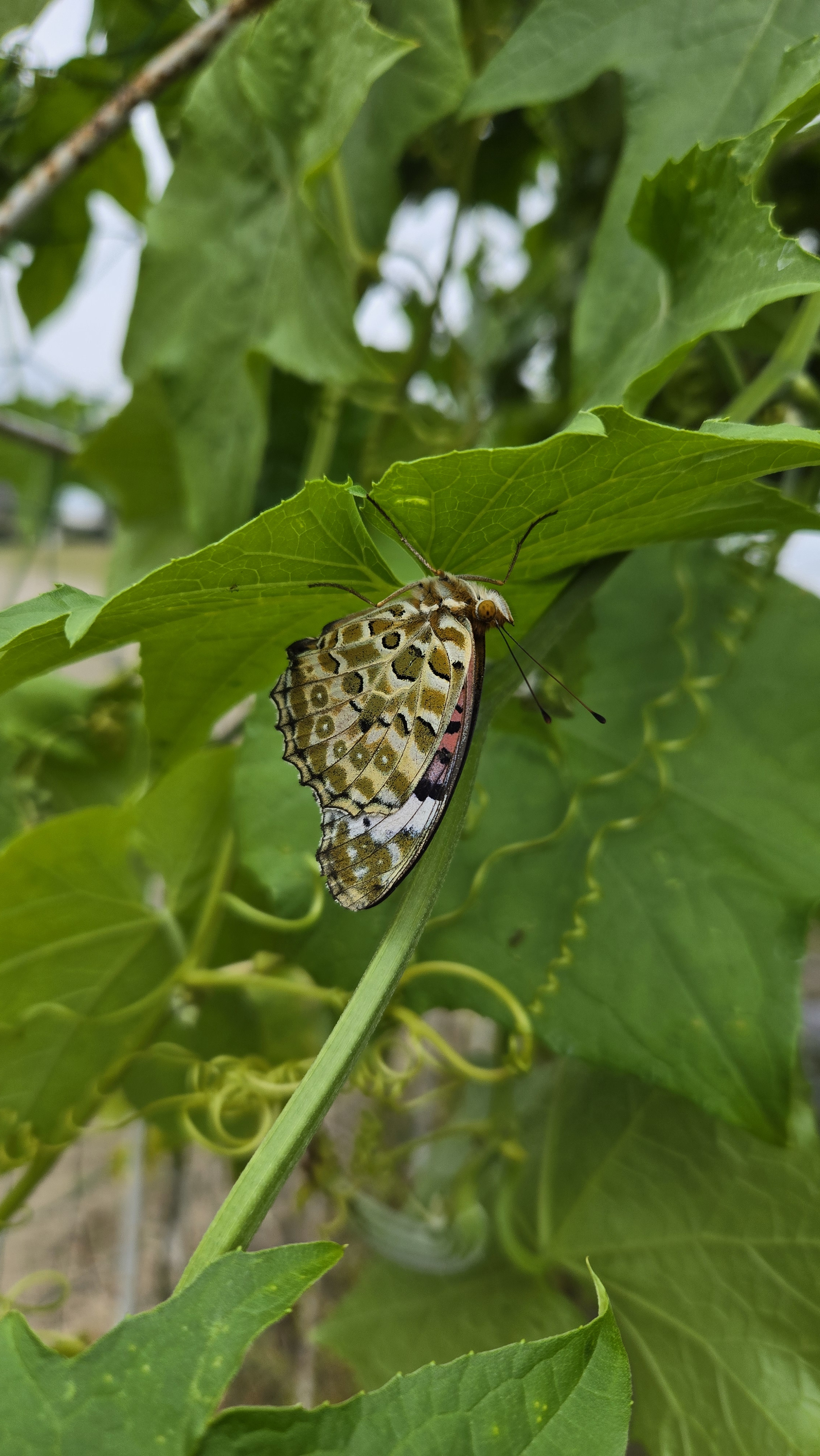 ツマグロヒョウモン♀