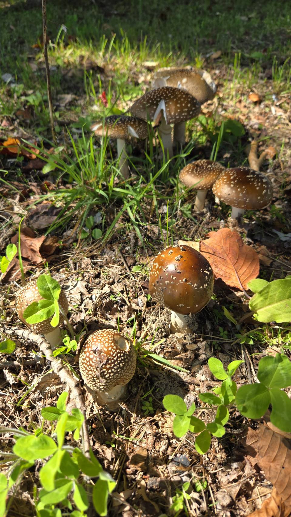 ブツブツのあるキノコって