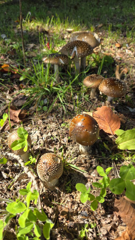 ブツブツのあるキノコって