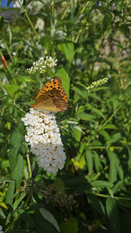 種類豊富なヒョウモンチョウ