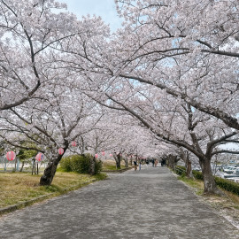 かぼちゃちゃんの2025/4/16 (水) 00:05のブログ