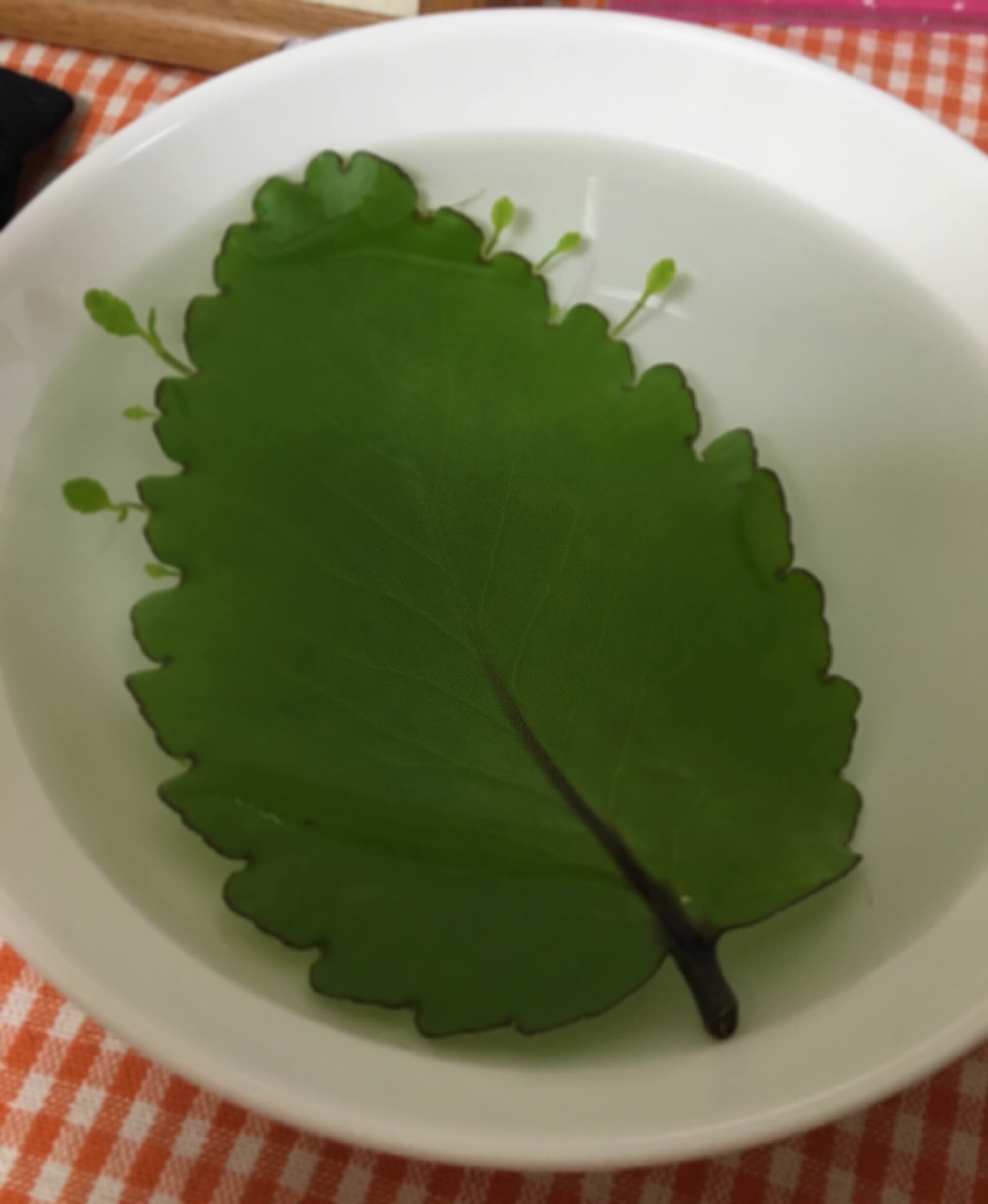 かわった葉っぱ