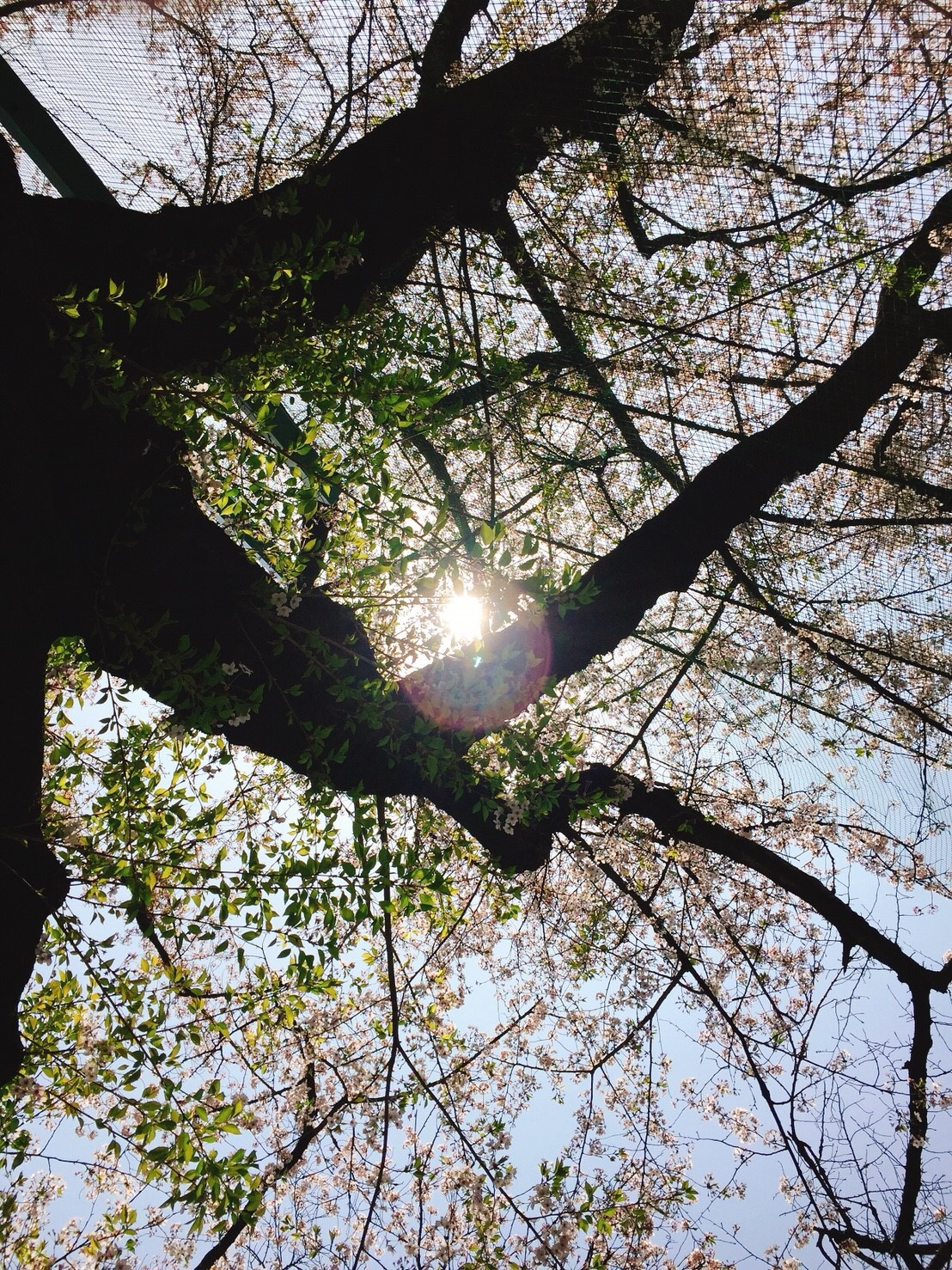 桜散る公園で チャリなくなる