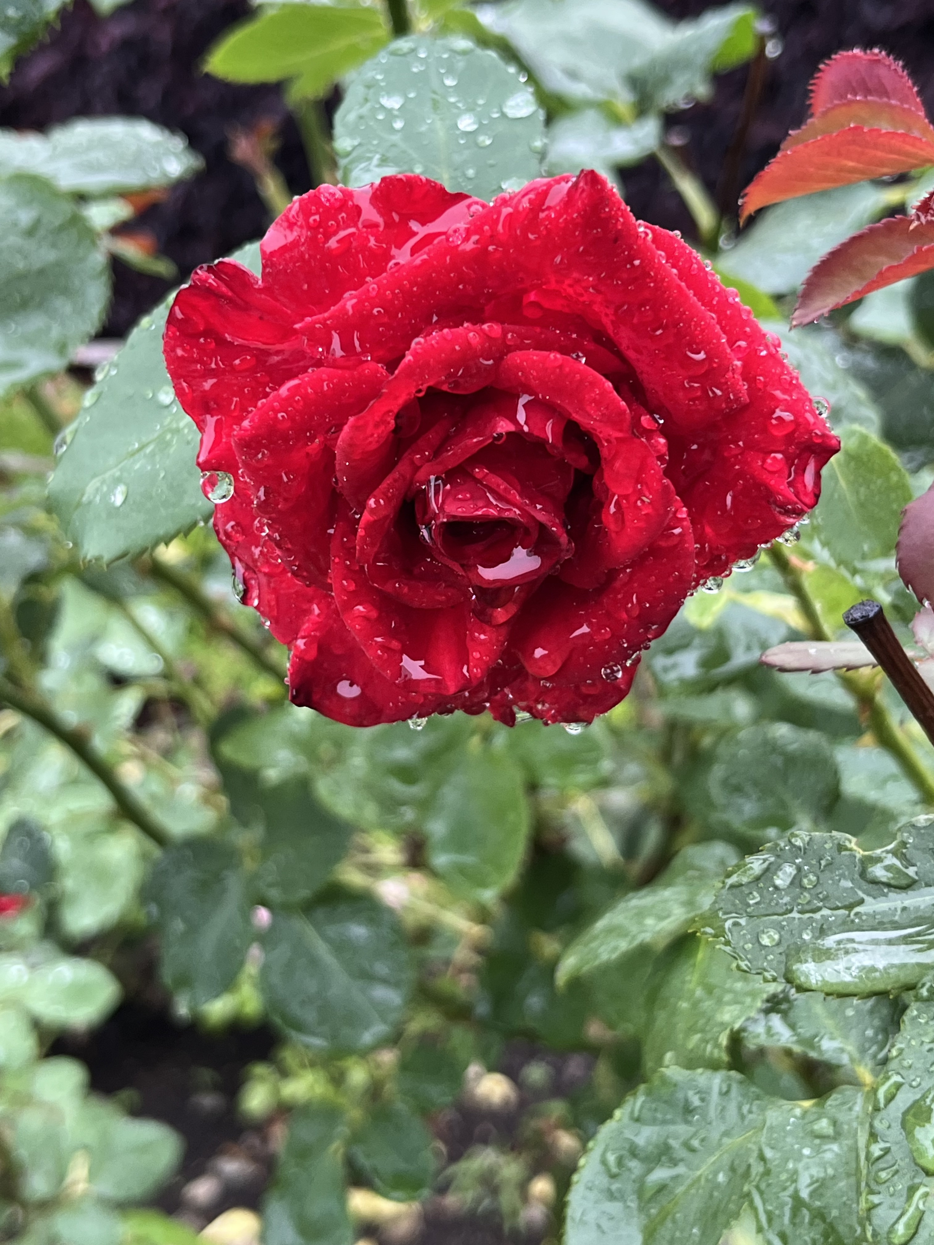 雨の日のおでかけ