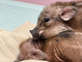 まなかちゃんの昨日 23:57のブログ