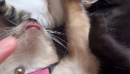 みかちゃんの2024/10/1 (火) 21:43のブログ