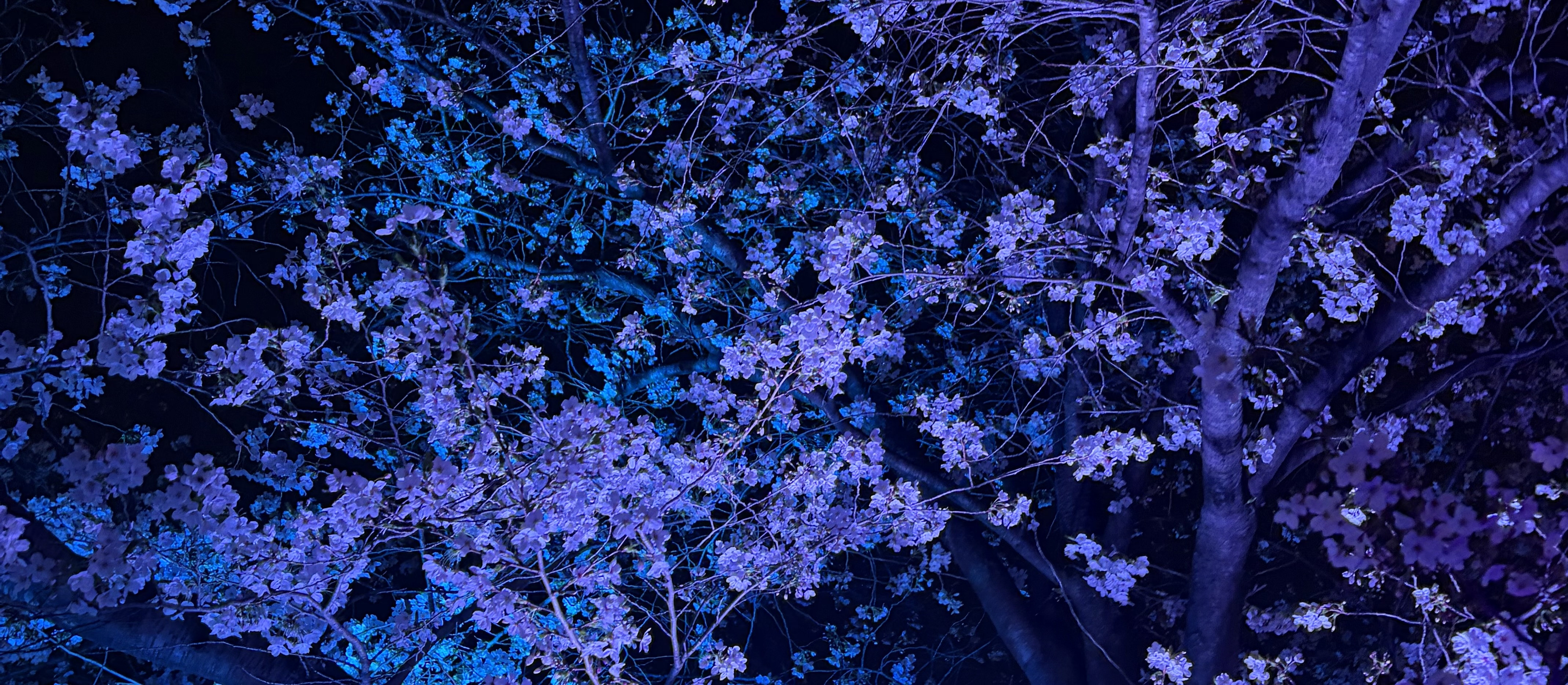 お久しぶりです