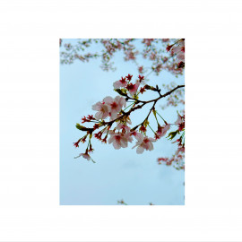 みんな今年桜見れた？