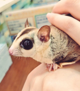 小さき者