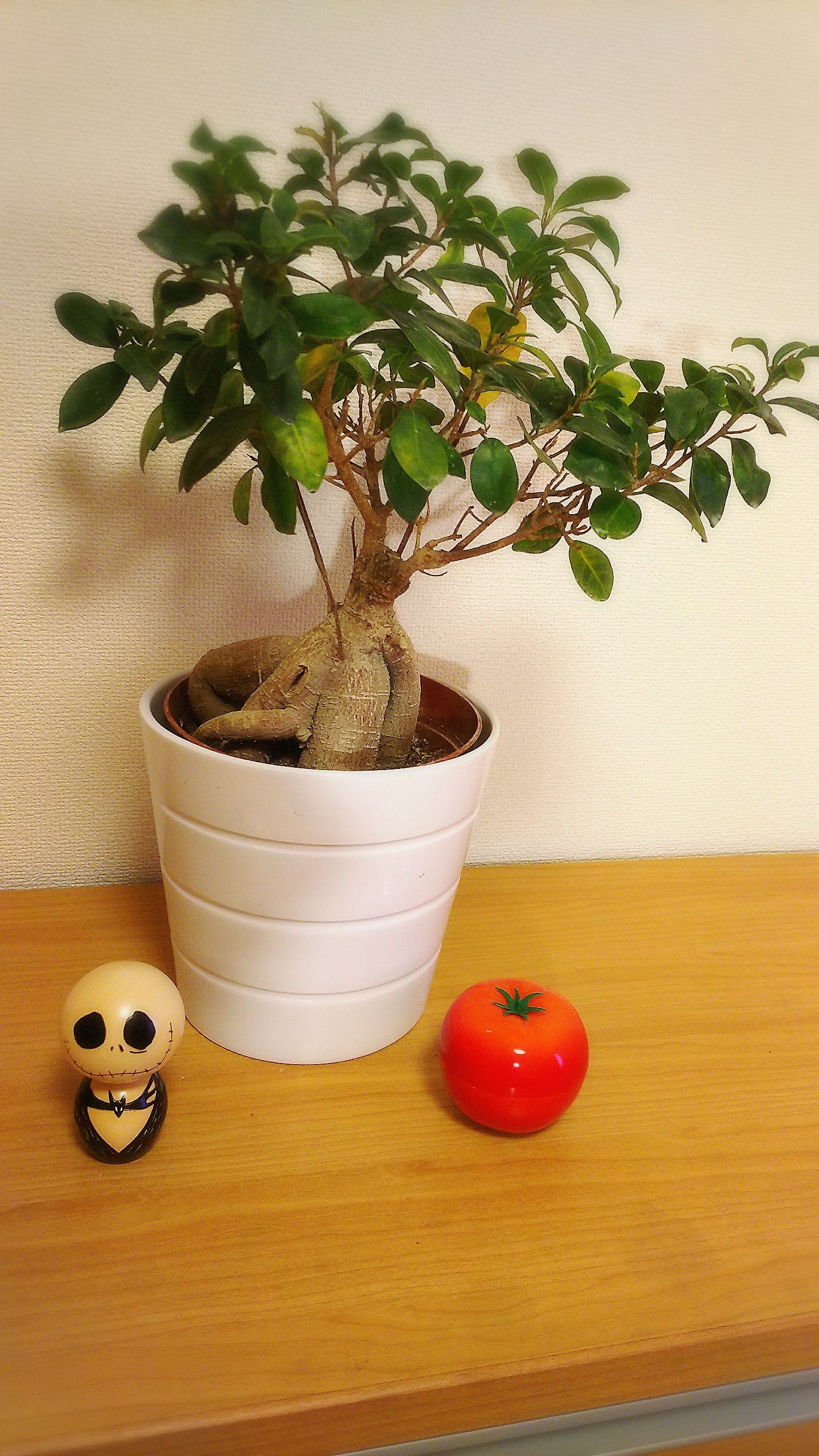 ガジュマルさん♪