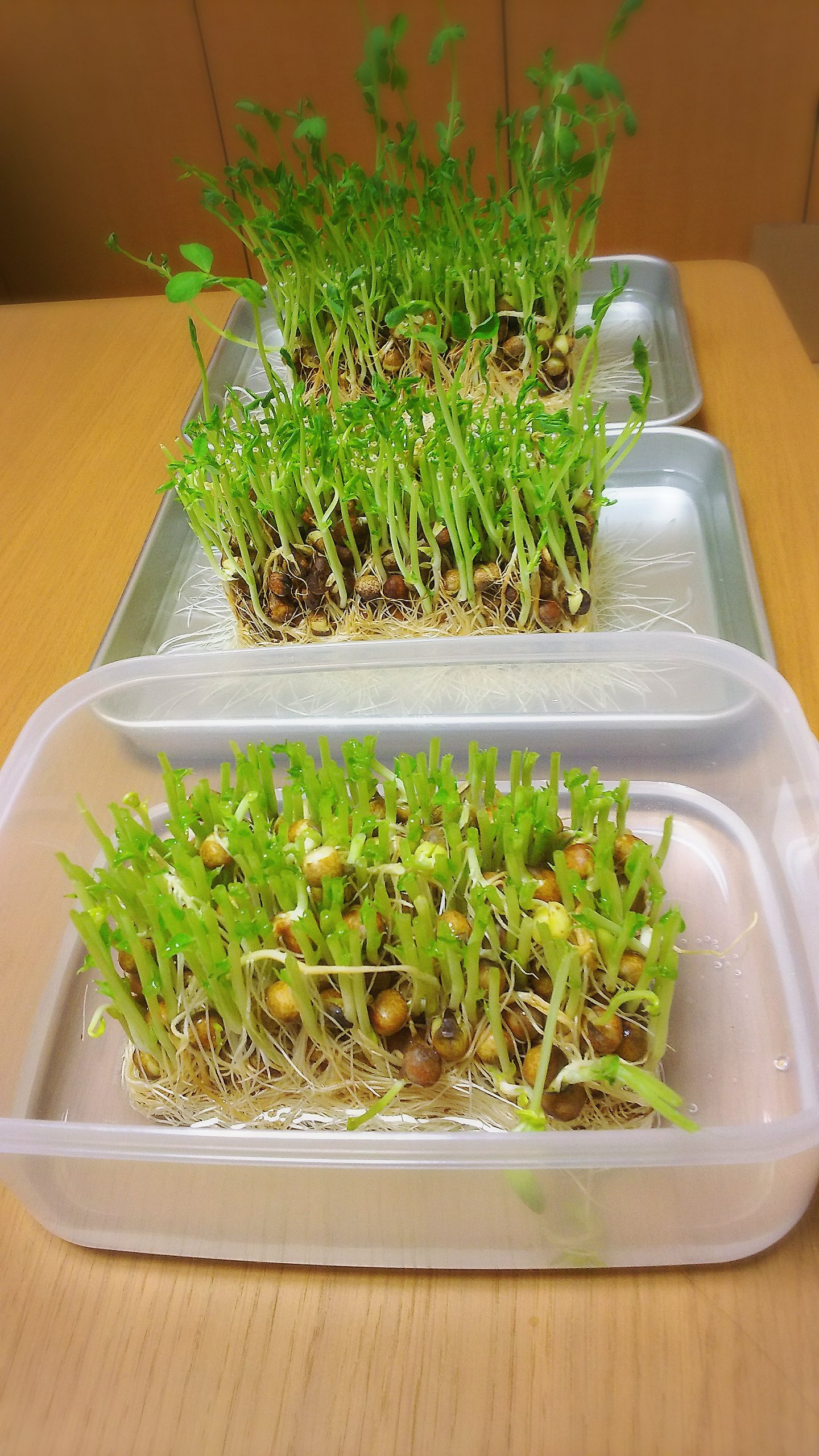 豆苗育ててます〜♪