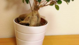 ガジュマルさん♪