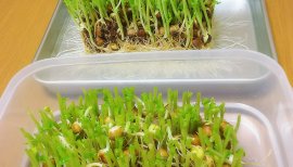 豆苗育ててます〜♪