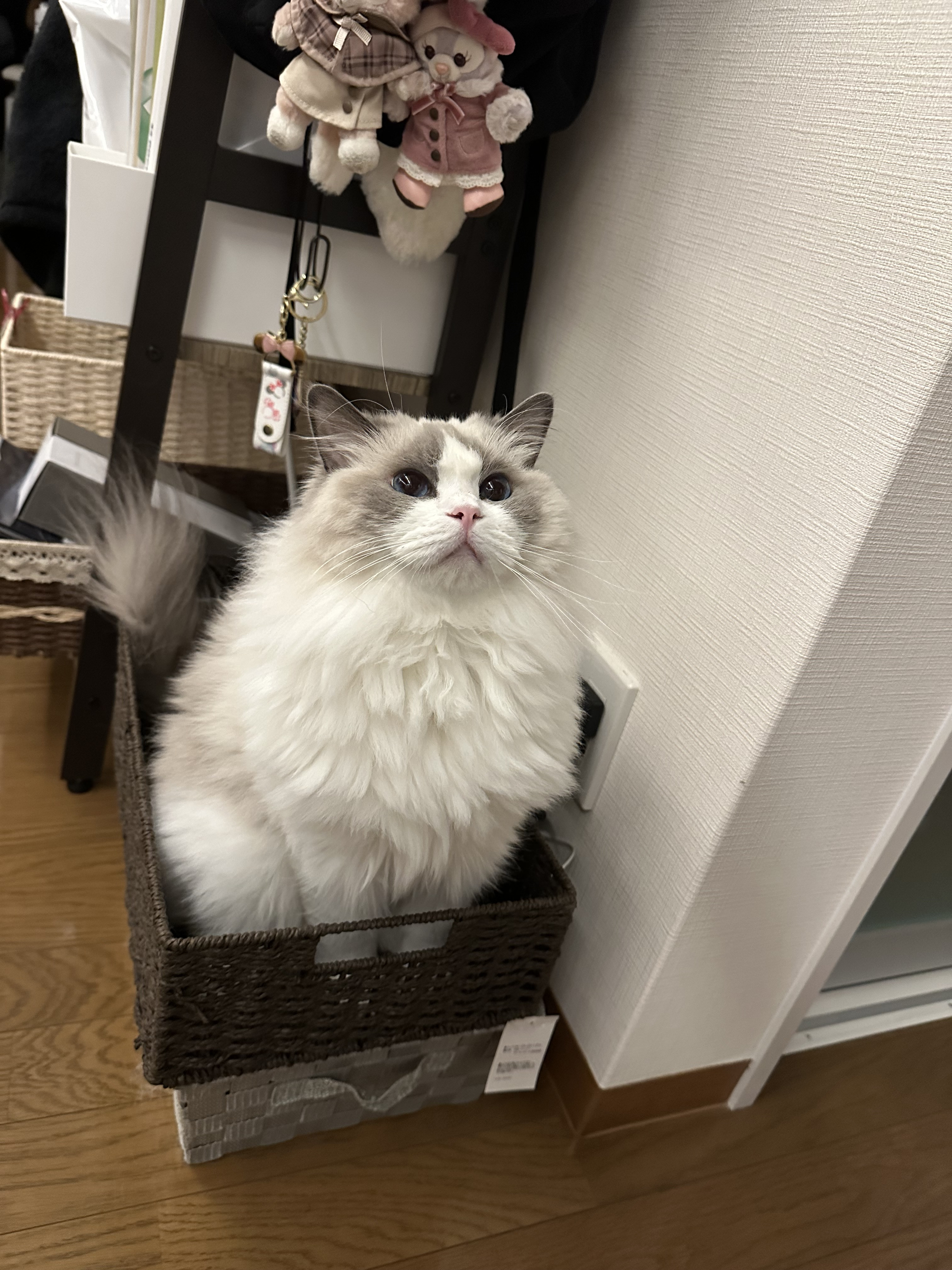 あけましておめでとうございます??