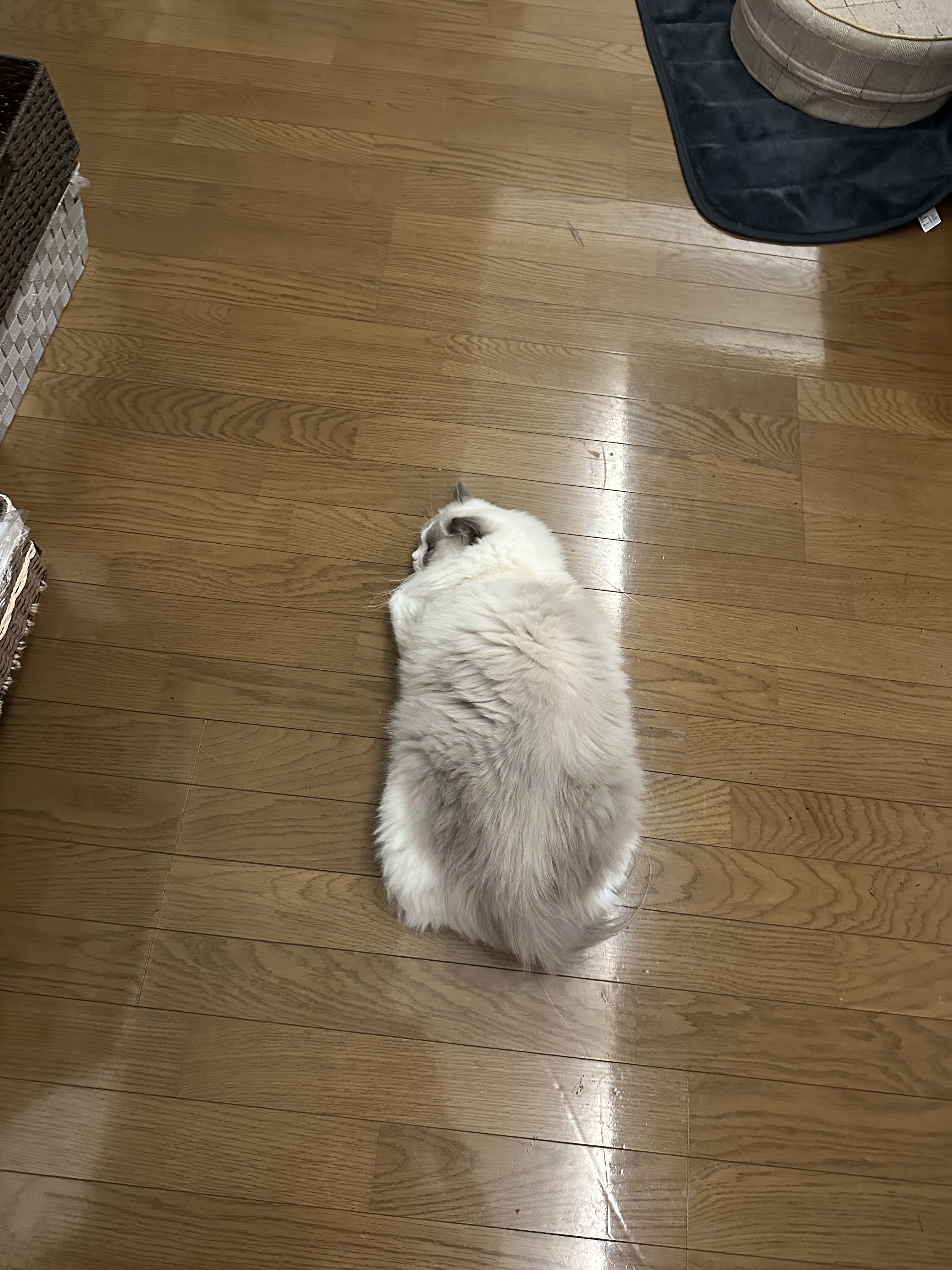 今日のログイン予定