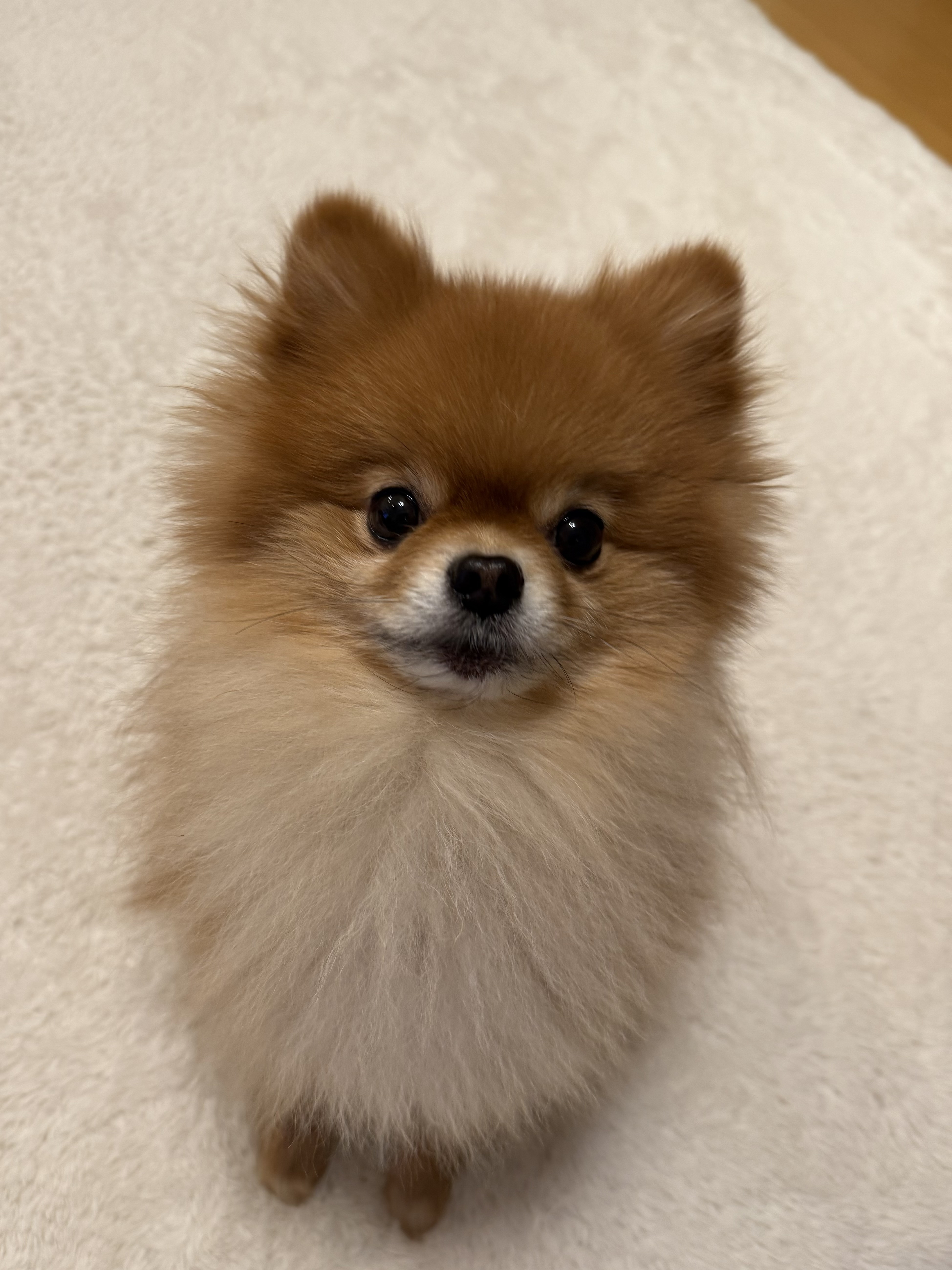 我が家のアイドル！！