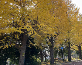 ゆずちゃんの2024/12/11 (水) 12:04のブログ