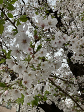 なぎさちゃんの2025/4/16 (水) 02:33のブログ