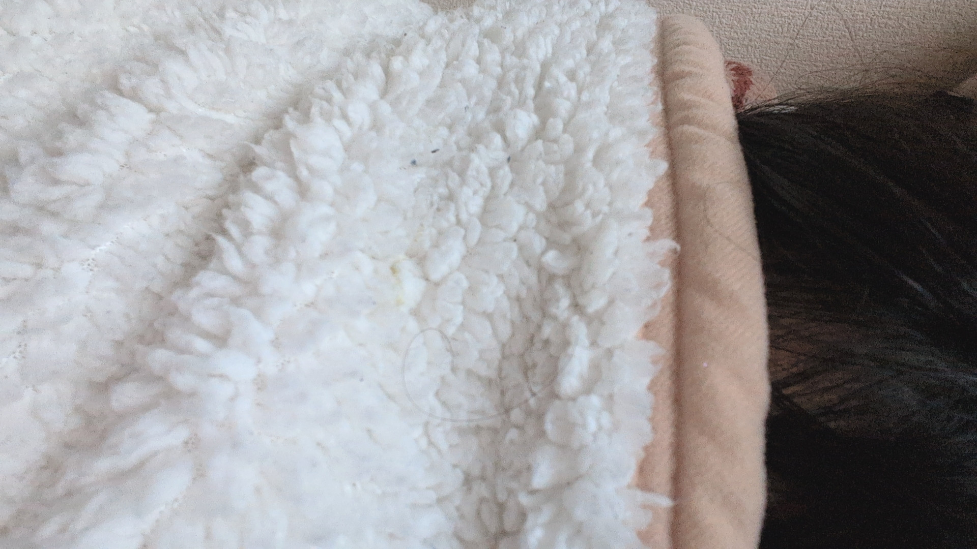 今日はライブの日！