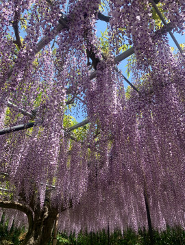 美月ちゃんの4/30 (水) 19:48のブログ