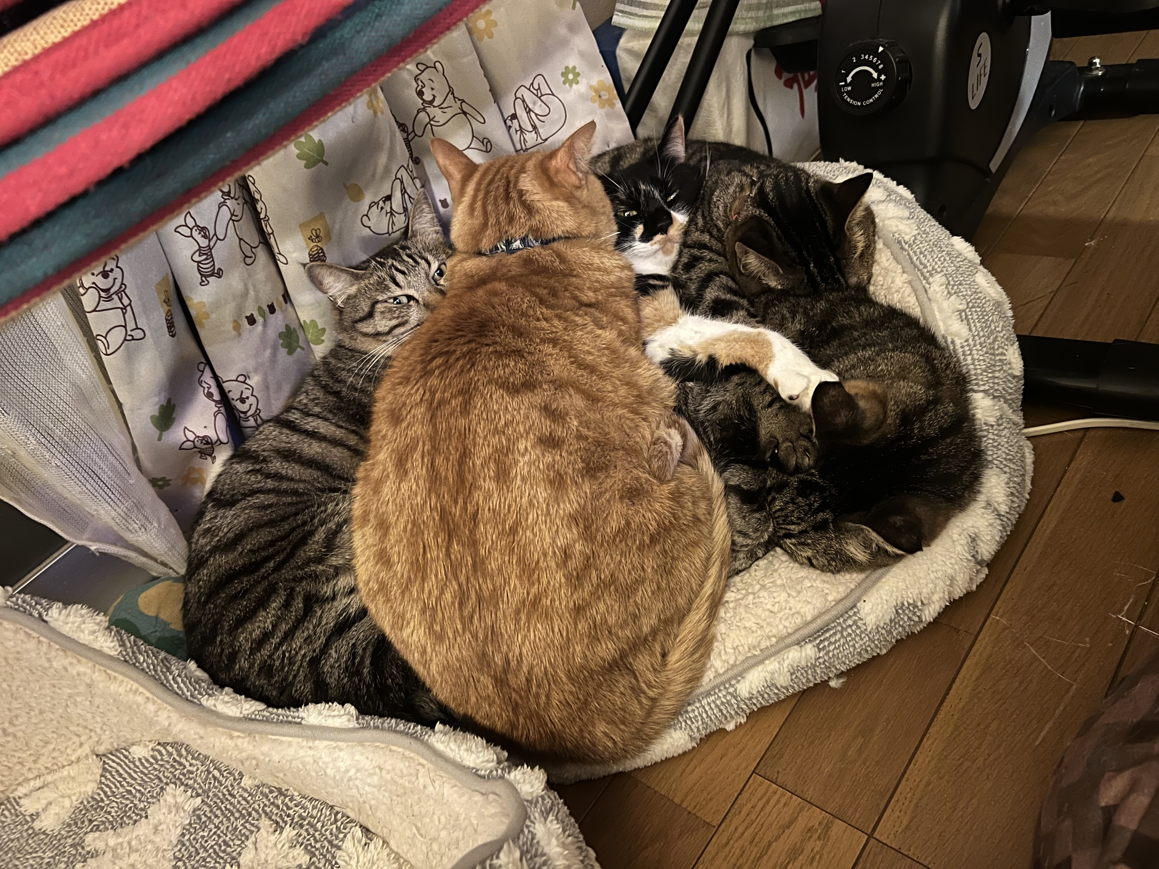 はじめまして〜ヾ(*･ω･*)ﾉ