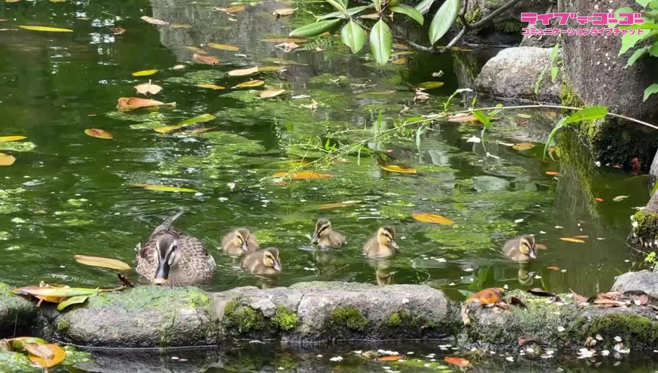 この子が親になりました(*^^*)