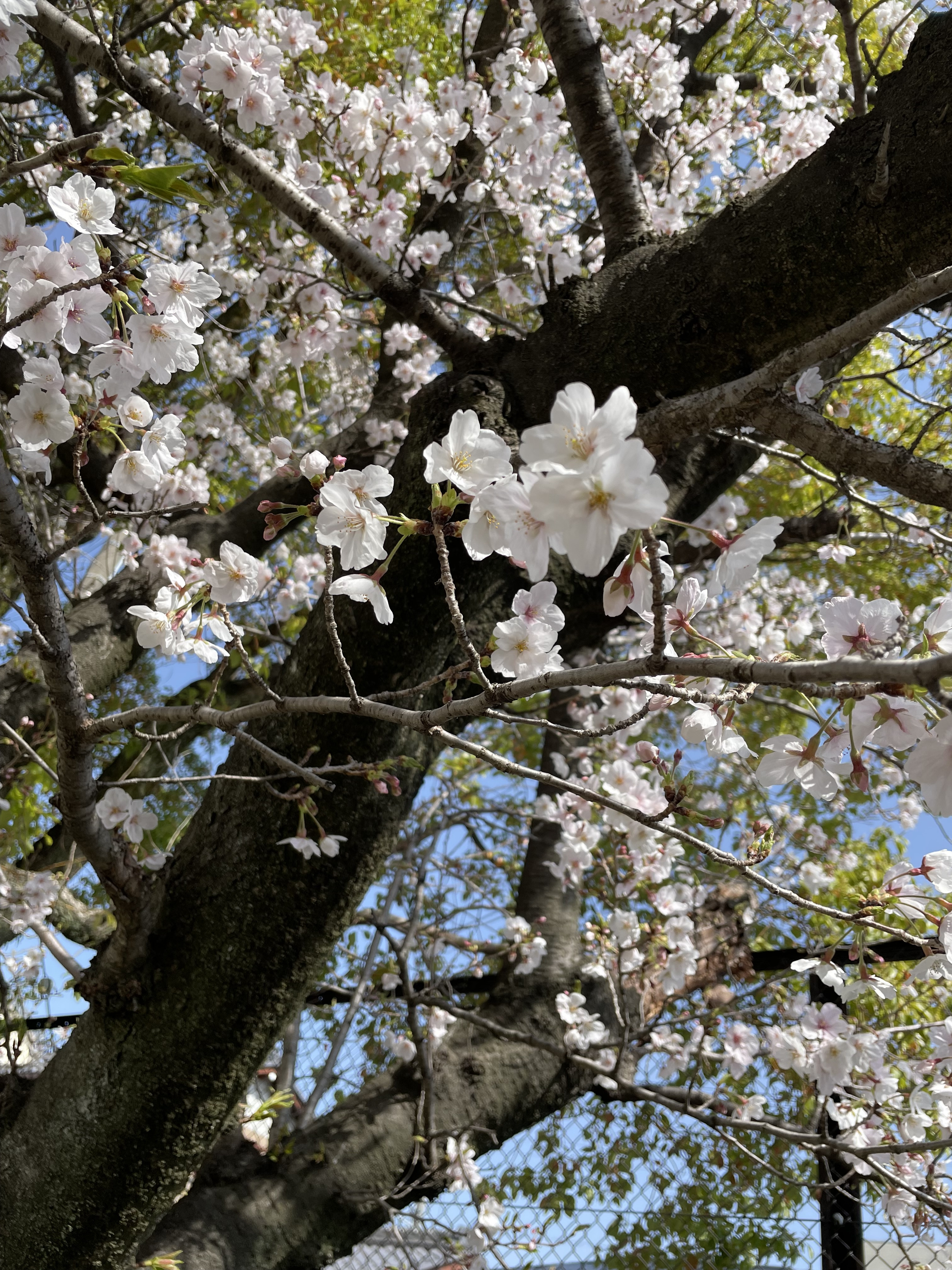 お花見したよ！