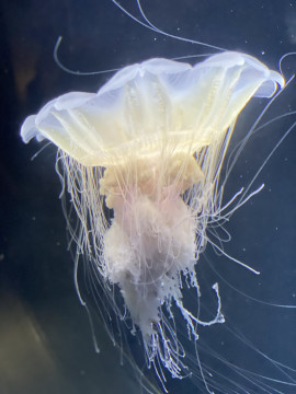 幸恵(さちえちゃんの3/9 (日) 18:11のブログ