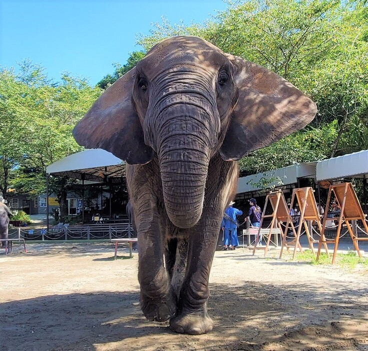連の葉が天国へ旅立ちました