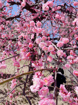 ＋☆ミミ☆ちゃんの3/9 (日) 14:56のブログ