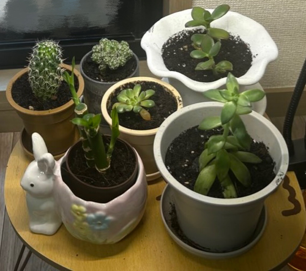 観葉植物