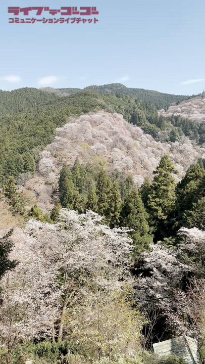 春が来た！桜めぐり