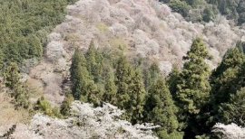 紫ちゃんの4/10 (金) 15:31のブログ