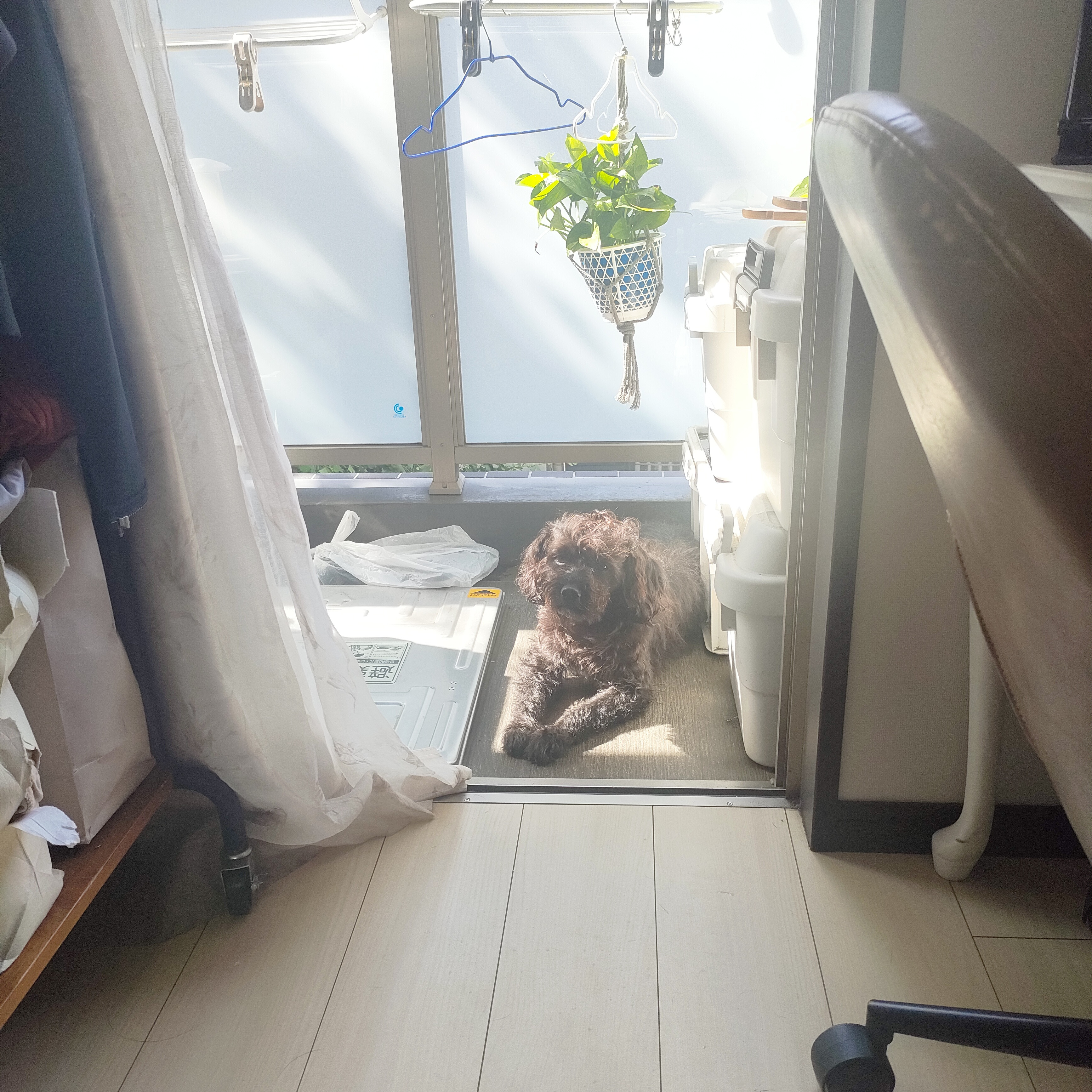 皆さんに感謝と、そして天国のワンちゃんに