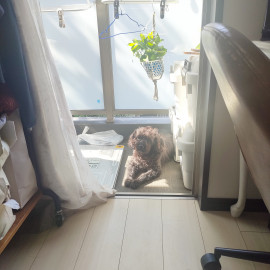 ぽちゃ！りんちゃんの今日 16:28のブログ