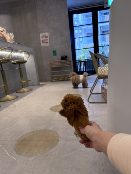 ドッグカフェ?