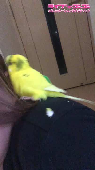 インコちゃんの求愛…笑