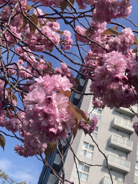 。ゆぃ゜ちゃんの5/16 (金) 06:56のブログ