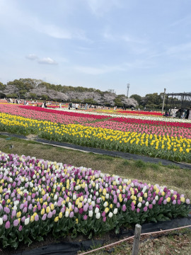 ももなちゃんの2025/4/23 (水) 17:10のブログ